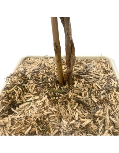 LAVANDA ANGUSTIFOLIA BONSAI Foglie argentate e fiori viola