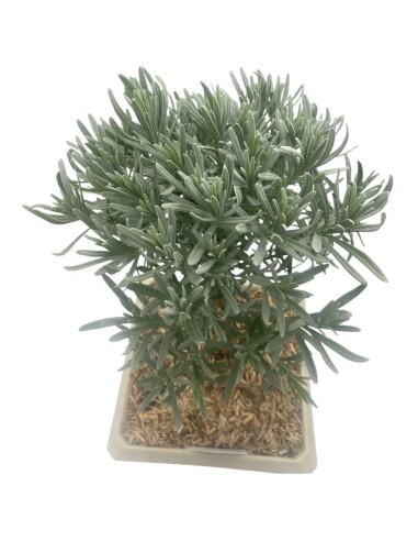 LAVANDA ANGUSTIFOLIA BONSAI Foglie argentate e fiori viola