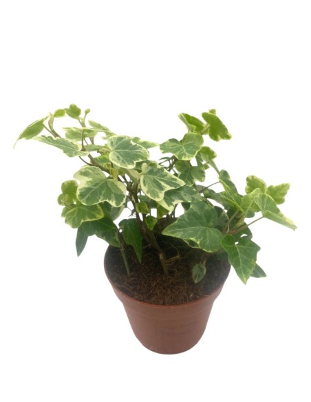 EDERA WHITE WONDER BIANCO VARIEGATO VASO 8,50 CM