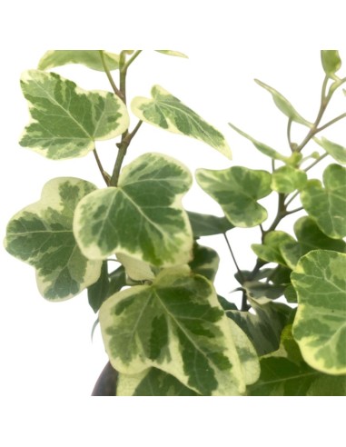 EDERA WHITE WONDER BIANCO VARIEGATO VASO 8,50 CM