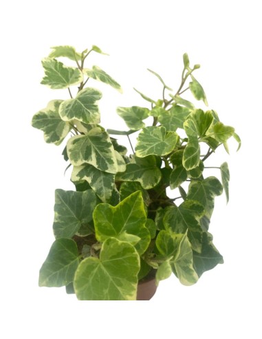 EDERA WHITE WONDER BIANCO VARIEGATO VASO 8,50 CM