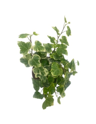 EDERA WHITE WONDER BIANCO VARIEGATO VASO 8,50 CM