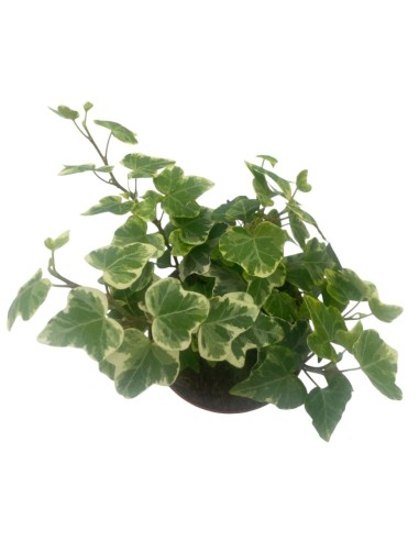 EDERA WHITE WONDER BIANCO VARIEGATO VASO 8,50 CM