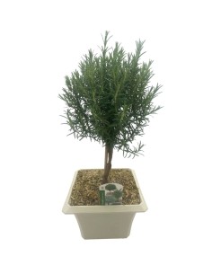 ROSMARINO BONSAI Foglie aghiformi verdi e profumate