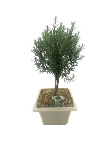 ROSMARINO BONSAI Foglie aghiformi verdi e profumate