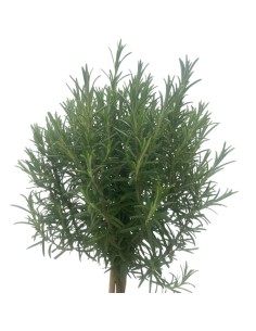 ROSMARINO BONSAI Foglie aghiformi verdi e profumate 2