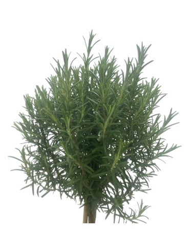 ROSMARINO BONSAI Foglie aghiformi verdi e profumate
