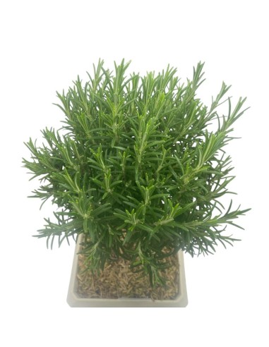 BONSAI DI ROSMARINO VASO QUADRATO 23X23 CM