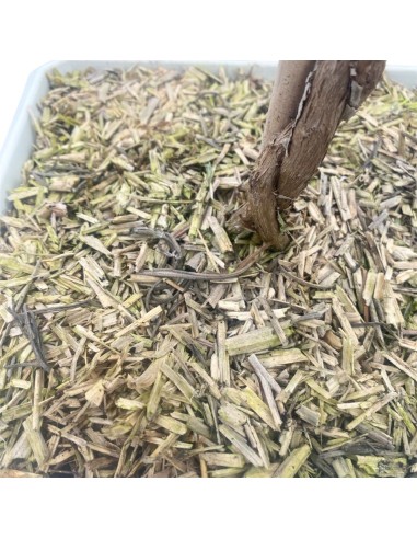 ROSMARINO BONSAI Foglie aghiformi verdi e profumate