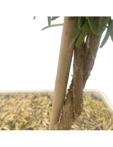 ROSMARINO BONSAI Foglie aghiformi verdi e profumate