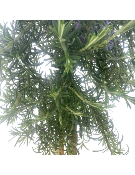 ROSMARINO PROSTRATO BONSAI Eleganza e Profumo