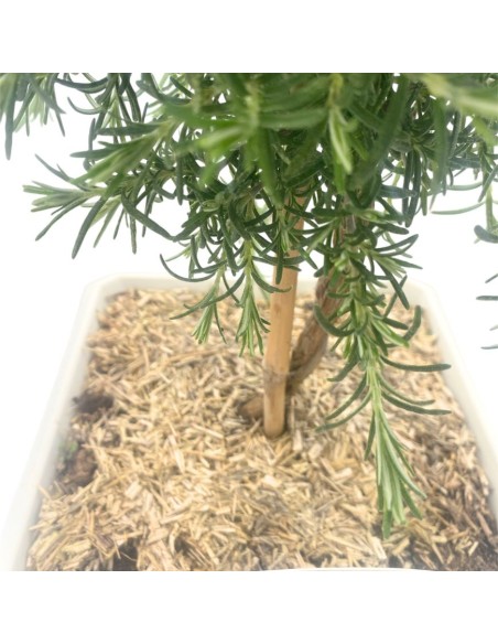 ROSMARINO PROSTRATO BONSAI Eleganza e Profumo
