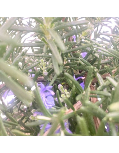 ROSMARINO PROSTRATO BONSAI Eleganza e Profumo