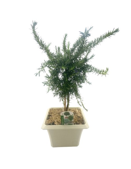 ROSMARINO PROSTRATO BONSAI Eleganza e Profumo