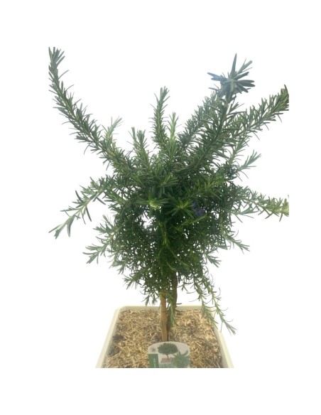 ROSMARINO PROSTRATO BONSAI Eleganza e Profumo