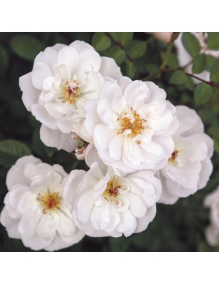 ROSA WHITE BEES PARADISE BUSH Vaso diam. 17 cm
