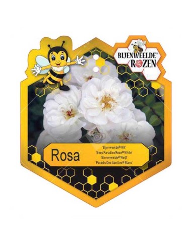 ROSA WHITE BEES PARADISE BUSH Vaso diam. 17 cm