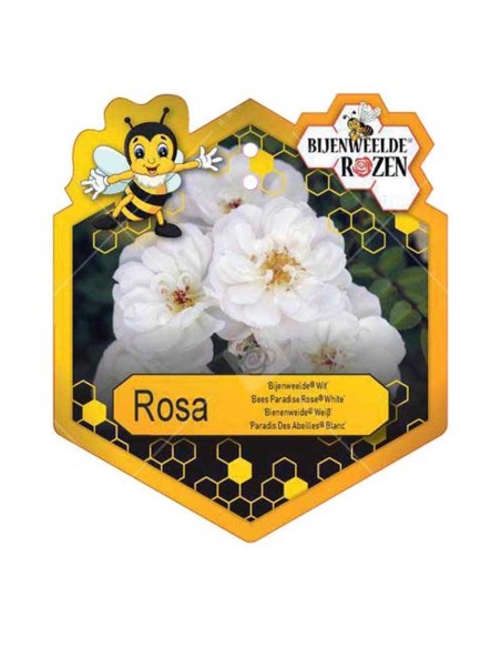 ROSA WHITE BEES PARADISE BUSH Vaso diam. 17 cm