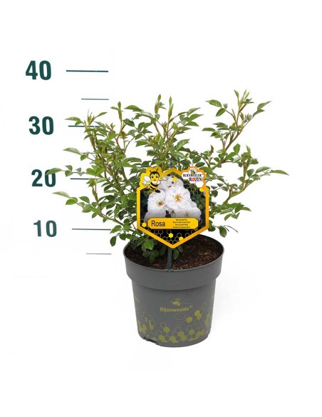 ROSA WHITE BEES PARADISE BUSH Vaso diam. 17 cm