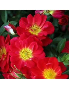 ROSA LIGHT RED BEES PARADISE BUSH Vaso diam. 17 cm