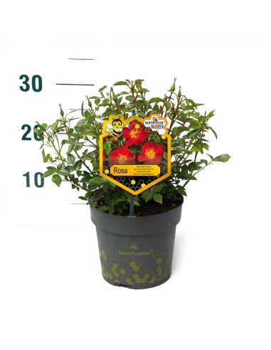ROSA LIGHT RED BEES PARADISE BUSH Vaso diam. 17 cm