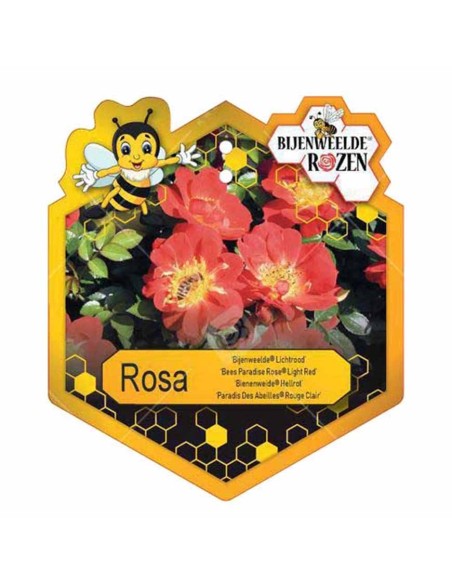 ROSA LIGHT RED BEES PARADISE BUSH Vaso diam. 17 cm