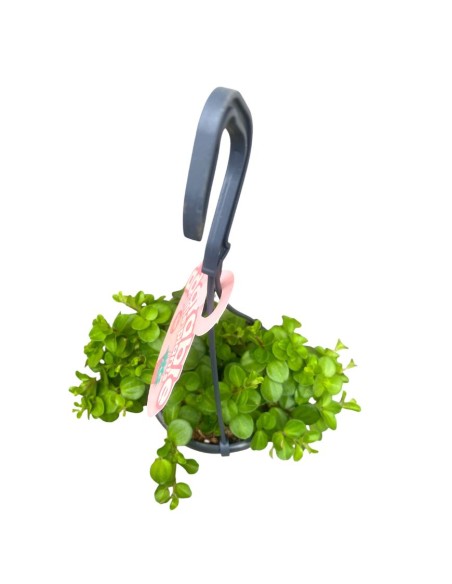 PEPEROMIA ROTUNDIFOLIA BASKET VASO 10,5CM