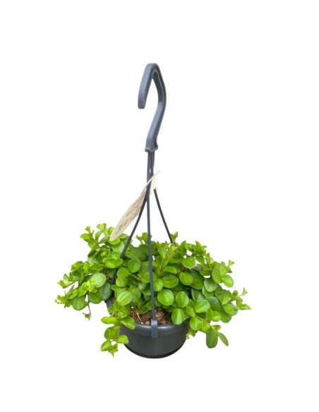 PEPEROMIA ROTUNDIFOLIA BASKET VASO 10,5CM