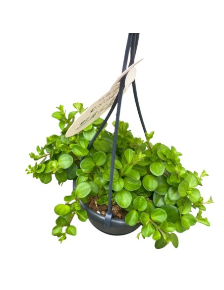 PEPEROMIA ROTUNDIFOLIA BASKET VASO 10,5CM