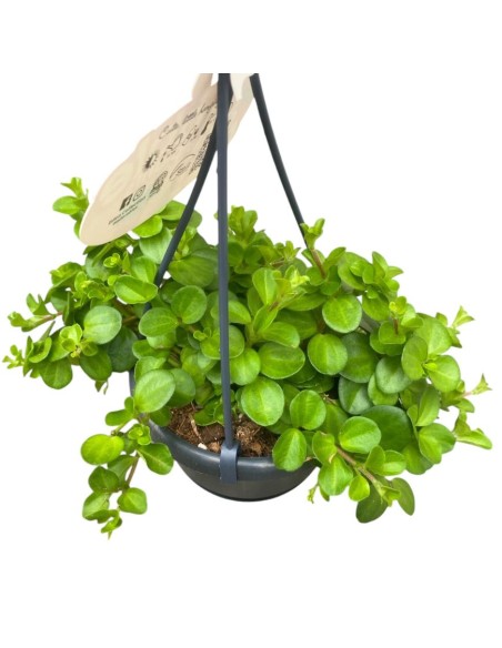 PEPEROMIA ROTUNDIFOLIA BASKET VASO 10,5CM