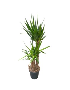 YUCCA 90-60-30 VASO 27CM - ALTEZZA 160 CM