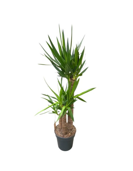 YUCCA 90-60-30 VASO 27CM - ALTEZZA 160 CM