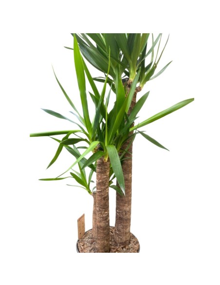 YUCCA 90-60-30 VASO 27CM - ALTEZZA 160 CM