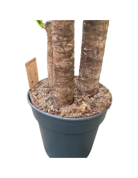 YUCCA 90-60-30 VASO 27CM - ALTEZZA 160 CM
