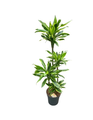 DRACAENA GOLDEN COAST VASO 24 CM ALTEZZA 140 CM