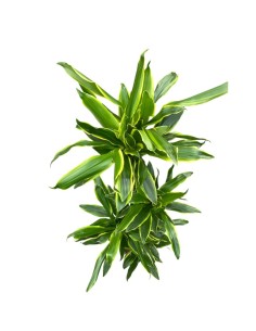 DRACAENA GOLDEN COAST VASO 24 CM ALTEZZA 140 CM