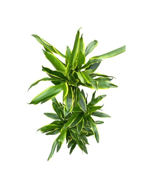 DRACAENA GOLDEN COAST VASO 24 CM ALTEZZA 140 CM