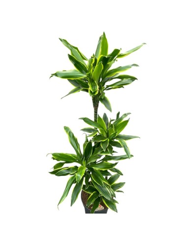 DRACAENA GOLDEN COAST VASO 24 CM ALTEZZA 140 CM