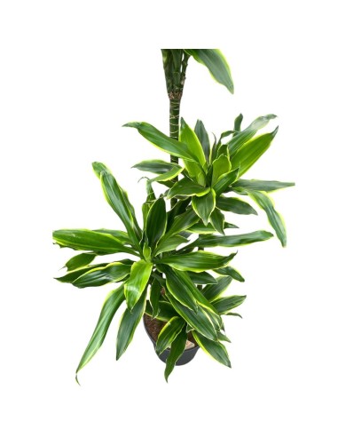 DRACAENA GOLDEN COAST VASO 24 CM ALTEZZA 140 CM
