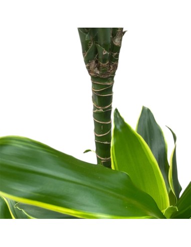 DRACAENA GOLDEN COAST VASO 24 CM ALTEZZA 140 CM
