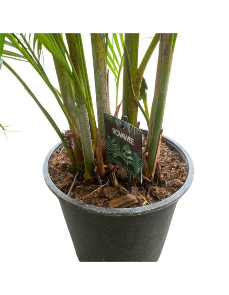 DYPSIS LUTESCENS IN VASO 24 ALTEZZA 150 CM
