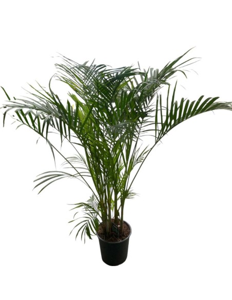 DYPSIS LUTESCENS IN VASO 24 ALTEZZA 150 CM