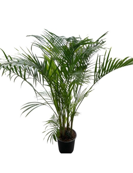DYPSIS LUTESCENS IN VASO 24 ALTEZZA 150 CM
