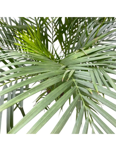 DYPSIS LUTESCENS IN VASO 24 ALTEZZA 150 CM