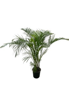 DYPSIS LUTESCENS IN VASO 24 ALTEZZA 150 CM