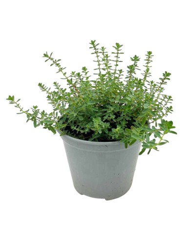 ERBA DI SAN GIOVANNI O IPERICO con proprietà lenitive