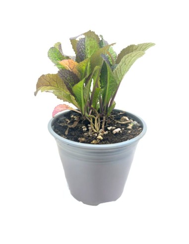 SENAPE ROSSA Tocco Piccante e Colorato per la Tua Cucina