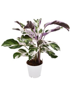 CALATHEA 'FUSION WHITE' "pianta della preghiera" Variegata