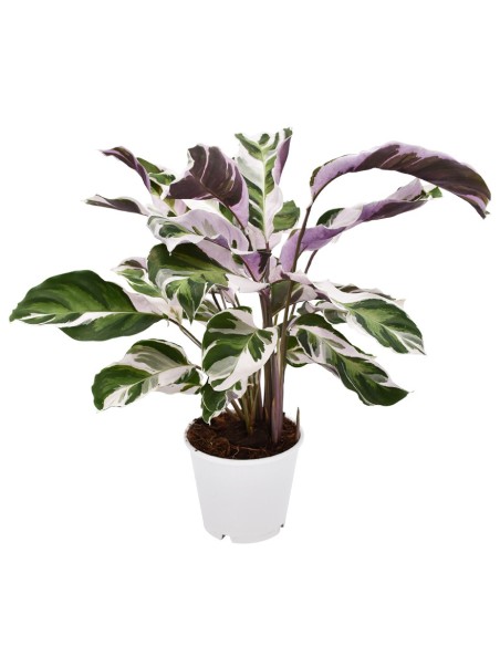 CALATHEA 'FUSION WHITE' "pianta della preghiera" Variegata