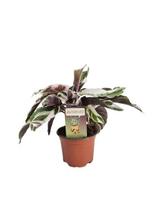 CALATHEA 'FUSION WHITE' "pianta della preghiera" Variegata 2